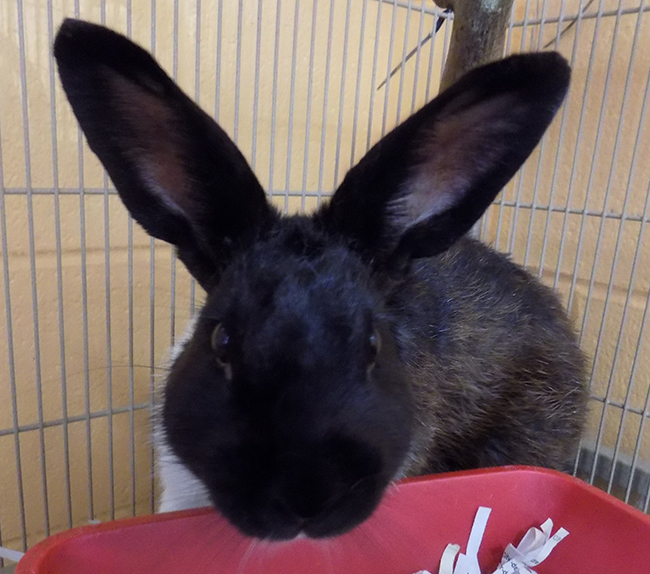 Charo is a male Dutch mix bunny. He is available for a $10 adoption fee.