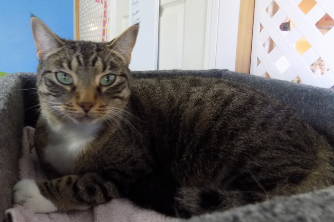 Tucker is a 2-year-old neutered male cat, and can be adopted for $35.
