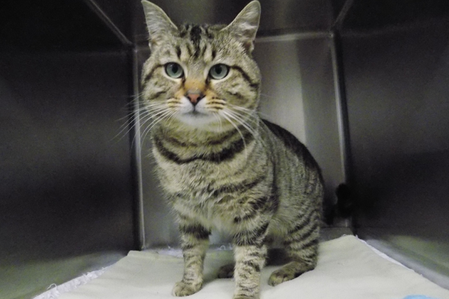 Judson is a 2-year-old neutered male. He can be adopted for $35
