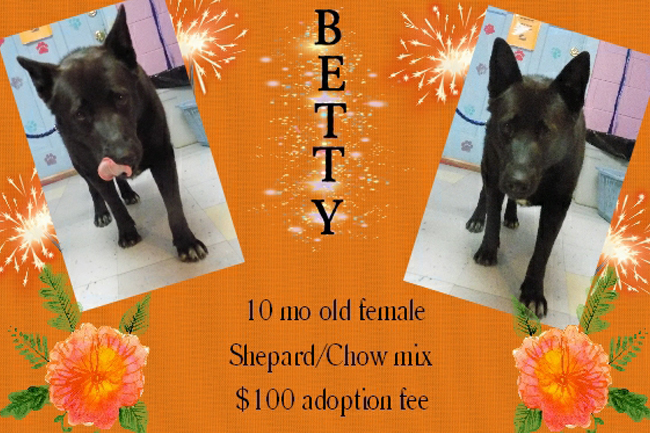 Adoptable Pets Betty 05092016