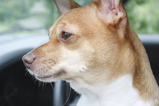 Staff Photo by Elizabeth Lane