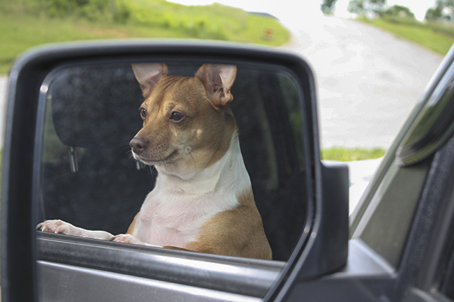 Staff Photo by Elizabeth Lane