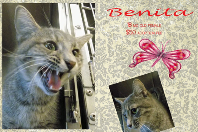 Adoptable Pets Benita 06242016