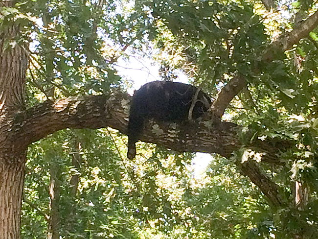 Black Bear Sow resting on tree limb while passing through the Green Hill Road area in Dandridge, TNPhoto submitted by TWRA Officer Wayne Rich