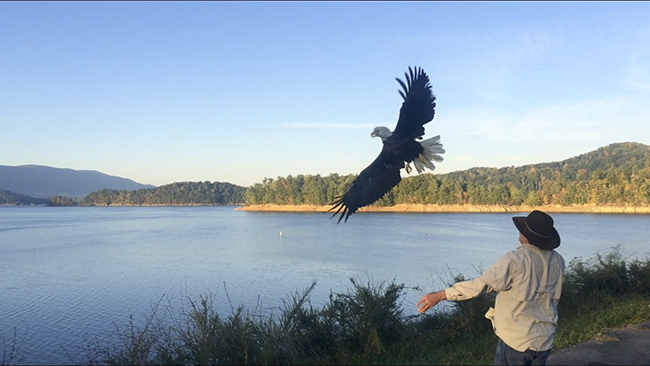 Al Cecere, Founder & President of American Eagle Foundation, releases a rehabilitated American Bald Eagle into the wild on South Holston Reservoir this morning.