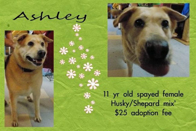Adoptable Pets Ashley 10252016