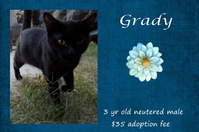 Adoptable Pets Grady 10252016