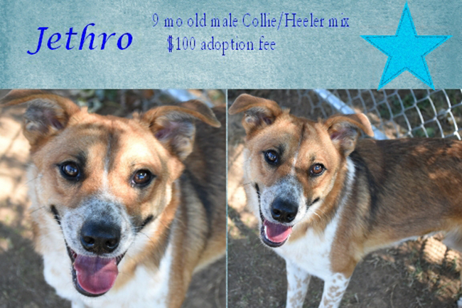 Adoptable Pets Jethro 11222016