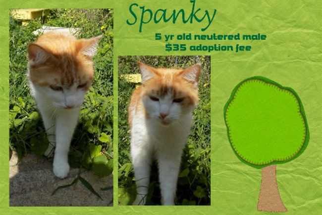 Adoptable Pets Spanky 11172016