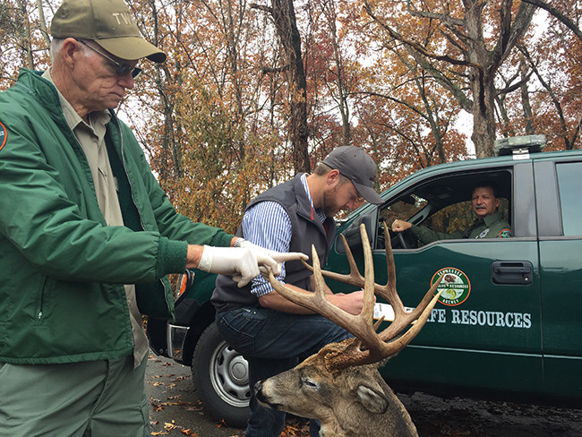 TWRA’s Gary Bradley (left) and Biologist Sterling Daniels (center) measure an eleven-point buck illegally killed in Jefferson Co. on Thanksgiving Day, as Wildlife Officer Marvin Reeves observes (right).  The deer’s antlers amounted to $9,250 in restitution to be paid by the defendant.TWRA