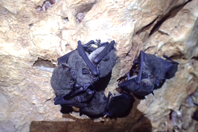 Endangered Gray bats hibernating in a cave in Cocke Co., Tennessee.Photo courtesy of TWRA