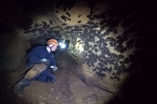 TWRA Region IV Wildlife Surveys Manager Chris Ogle surveys a cave in Cocke Co., Tennessee that houses an estimated 86,000 Gray bats, a state and federally endangered species.Photo courtesy of TWRA
