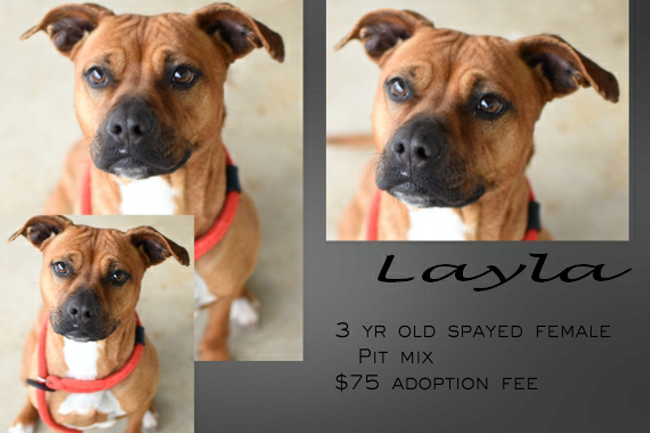 Adoptable Pets Layla 04032017