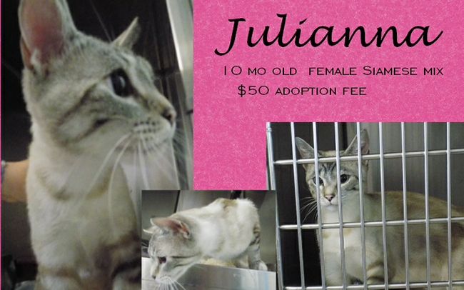 Adoptable Pets Julianna 07242017