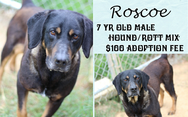 Adoptable Pets Roscoe 07242017