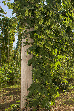 A key ingredient in beer, hops is a specialty crop that is not widely grown in Tennessee. A new workshop offered by UT Extension will aquaint producers with the challenges and potential rewards offered by the crop. The photo above shows a hops production system in Oregon. Photo by S. Ausmus, USDA-ARS D997-1.​