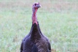It’s Not Too Early to Talk Turkey