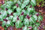 UT Gardens Plant of the Month for March 2014:  Toadshade trillium