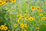 TWRA and Legacy Parks Planning Sunflower Festival This Saturday
