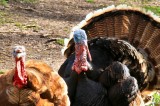Tennessee’s 2024 Spring Turkey Hunting Season Opens April 13