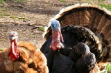 Tennessee’s 2024 Spring Turkey Hunting Season Opens April 13 Tennessee’s 2024 Spring Turkey Hunting Season Opens April 13