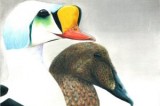 K-12 Students Invited to Enter 2012-13 Junior Duck Stamp Artwork Competition