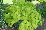 UT Gardens April 2013 Plant of the Month: Hydrangea quercifolia ‘Little Honey’ UT Gardens April 2013 Plant of the Month: Hydrangea quercifolia ‘Little Honey’