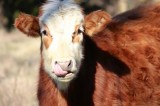 Show Us Your Agri-Art… New Reader Photos Show Us Your Agri-Art… New Reader Photos