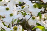 Native Wild Dogwoods Threatened