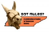 Get Your Mule Fix Online at the State Library and Archives