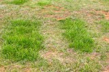 IDB Meets – County Historian Jarnagin Uncovers County Ownership Of Pauper’s Cemetery IDB Meets – County Historian Jarnagin Uncovers County Ownership Of Pauper’s Cemetery