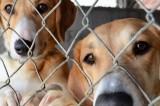 Funds Intended to Benefit Homeless and Abused Animals Stolen from Morristown Shelter Funds Intended to Benefit Homeless and Abused Animals Stolen from Morristown Shelter