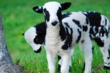 Agribusinesses Can Apply for Ag Enterprise Fund Cost Shares Agribusinesses Can Apply for Ag Enterprise Fund Cost Shares