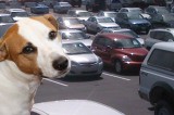 Pets Left In Cars Can Be Deadly! Pets Left In Cars Can Be Deadly!