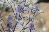 UT Gardens July 2013 Plant of the Month: Sea Holly