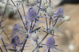 UT Gardens July 2013 Plant of the Month: Sea Holly UT Gardens July 2013 Plant of the Month: Sea Holly