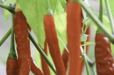 What Does It Mean To Be “Organic” What Does It Mean To Be “Organic”