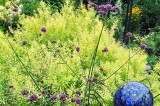 UT Gardens June 2013 Plant of the Month: Ogon spirea UT Gardens June 2013 Plant of the Month: Ogon spirea