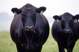 Livestock Indemnity Program Benefits Available to Jefferson County Producers Livestock Indemnity Program Benefits Available to Jefferson County Producers