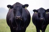 UT AgResearch plans Steak and Potatoes Field Day for August 6