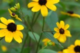 East Tennessee Summer Wildflowers