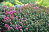 UT Gardens August 2013 Plant of the Month: Common crapemyrtle