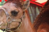 Hump Day for The Jefferson County Fair