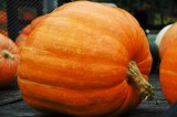 Field day helps producers turn pumpkins into profits