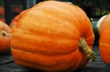 Field day helps producers turn pumpkins into profits Field day helps producers turn pumpkins into profits