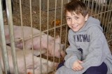 Jefferson County 4-H Members Start Market Hog Project This Fall Jefferson County 4-H Members Start Market Hog Project This Fall