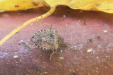 Stink Bugs – Pests to home owners and local farmers