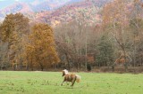 Peak Leaf Colors in East Tennessee Peak Leaf Colors in East Tennessee