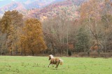 Park Plans Prescribed Burn in Cades Cove