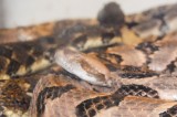 Venomous Snakes Seized By TWRA, Charges Filed
